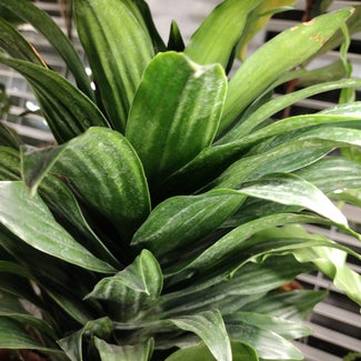 Dracaena Cintho plant in Baltimore, Maryland