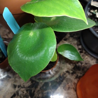 Raindrop Peperomia plant in Baltimore, Maryland