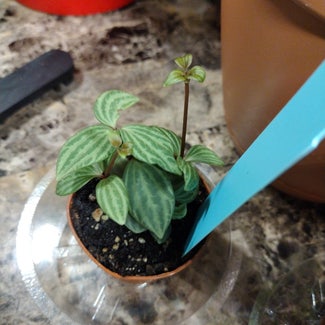 Peperomia 'Hope' plant in Baltimore, Maryland