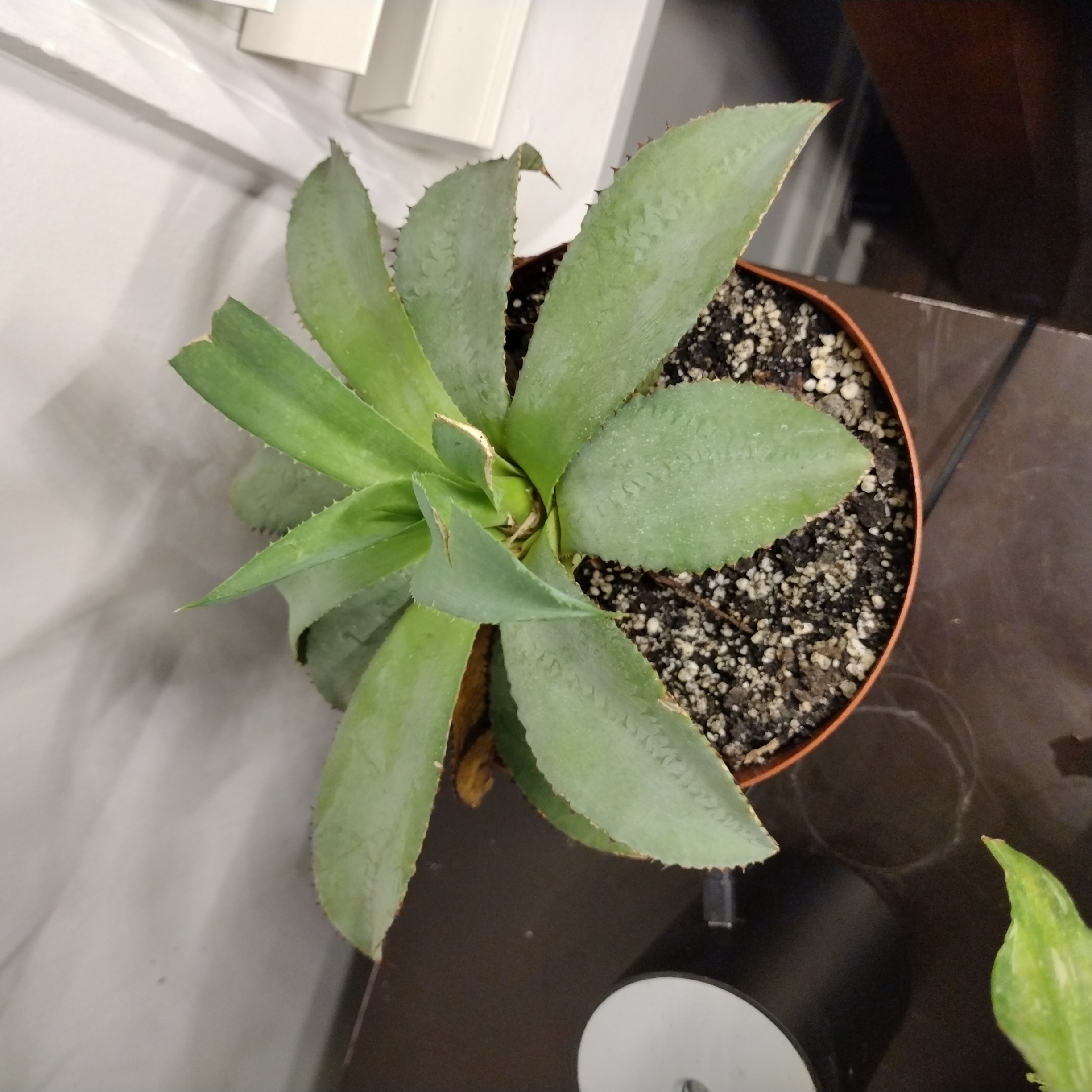 Photo of the plant species Agave Chiapensis by @Yahsheba named Spiky on Greg, the plant care app