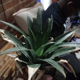 Pineapple plant in Baltimore, Maryland