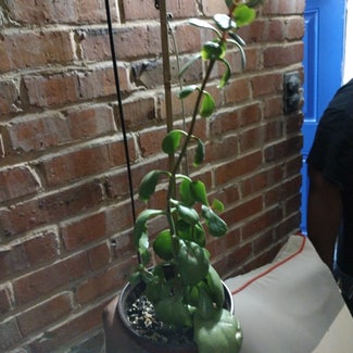 A plant in Baltimore, Maryland