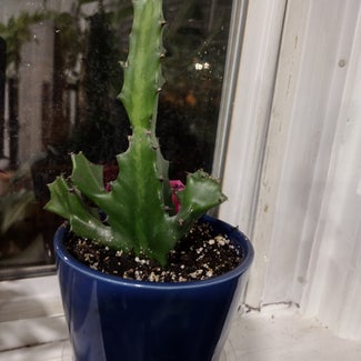 Candelabra Cactus plant in Baltimore, Maryland