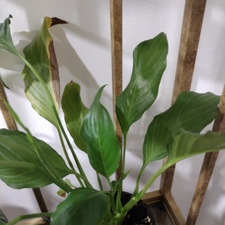 Peace Lily plant in Baltimore, Maryland