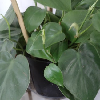 Heartleaf Philodendron plant in Baltimore, Maryland