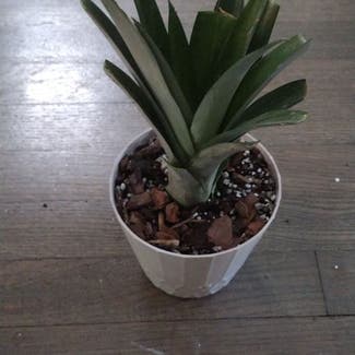 Pineapple plant in Baltimore, Maryland