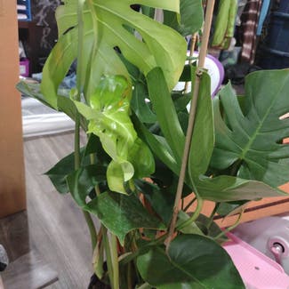 Monstera plant in Baltimore, Maryland