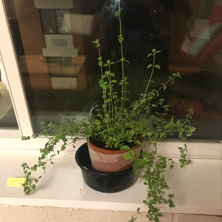Why Are My Oregano Leaves Droopy?