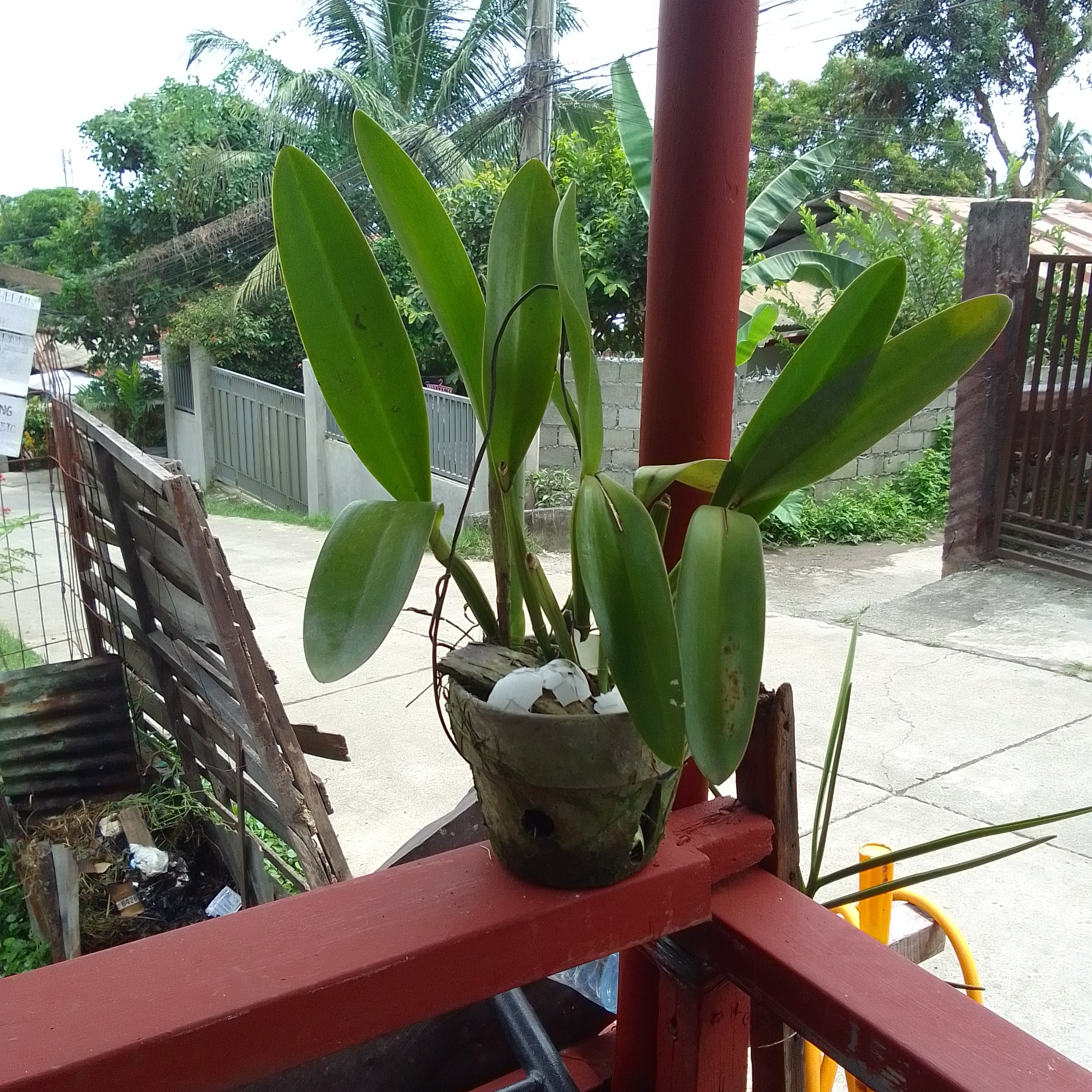 Photo of the plant species Guarianthe aurantiaca by @KindGoldwire named Bob on Greg, the plant care app