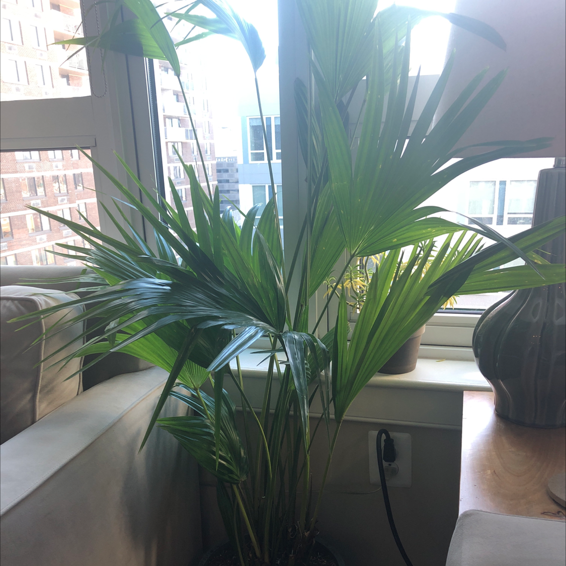 Chinese Fan Palm indoors near a window, healthy green leaves, no visible disease.