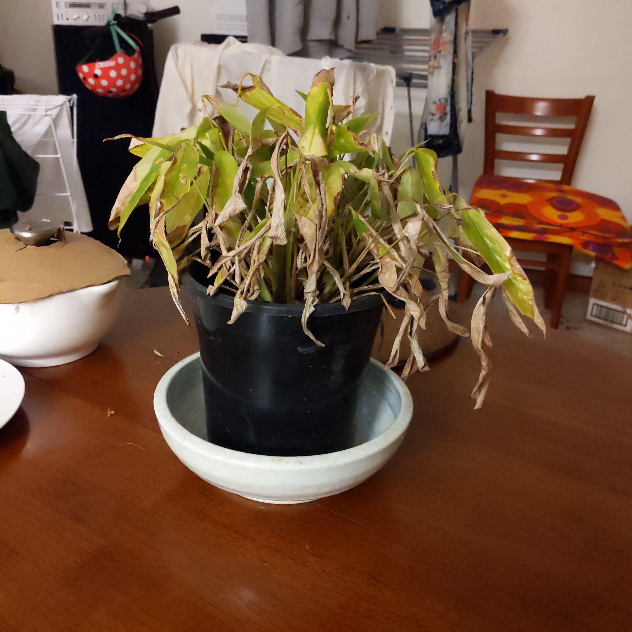 Photo of the plant species Petite Peace Lily by @FitHappybean named Harmony on Greg, the plant care app