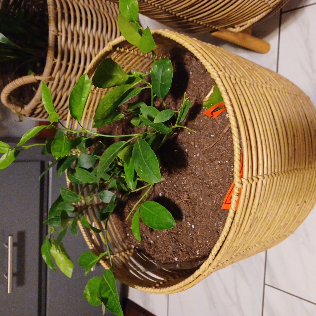 Key Lime Tree in a wicker basket with healthy green leaves and visible soil.