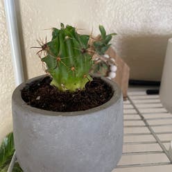 Miniature Barrel Cactus plant