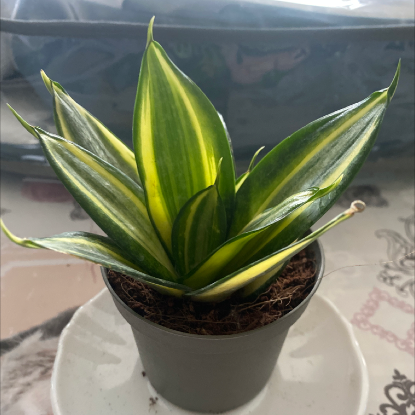 Sansevieria 'Lauren' plant in a small pot with vibrant green and yellow variegated leaves.