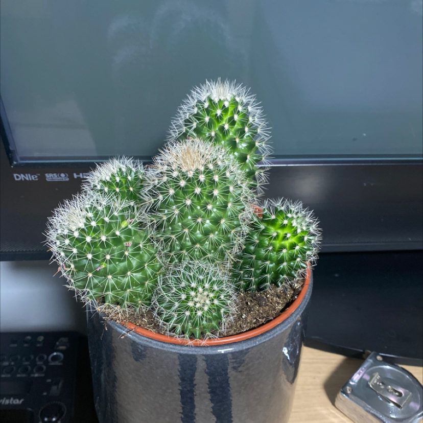 Kingcup Cactus in a pot, appears healthy with no visible signs of disease.