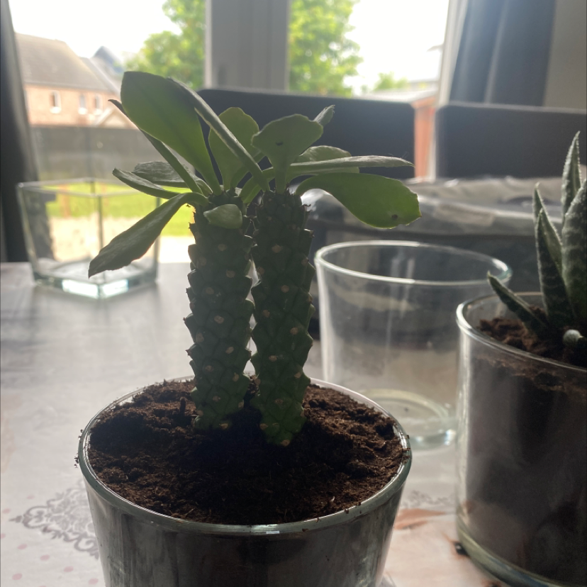 Photo of the plant species Monadenium Rhizophora by @Kenzosimons named Pineapple on Greg, the plant care app
