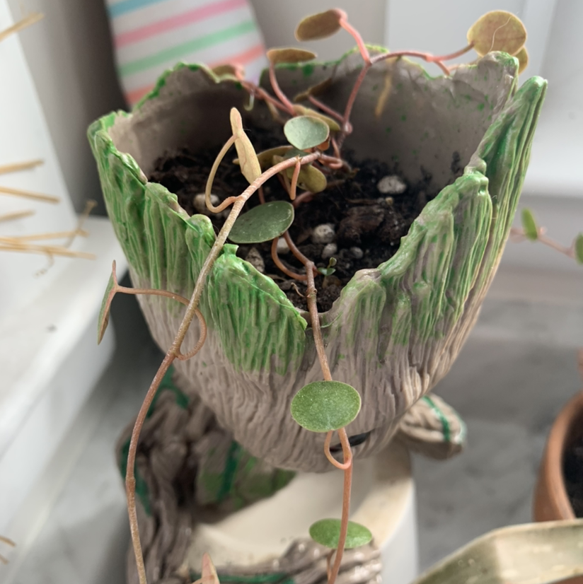 Maidenhair Vine in a decorative pot with some yellowing and browning leaves.