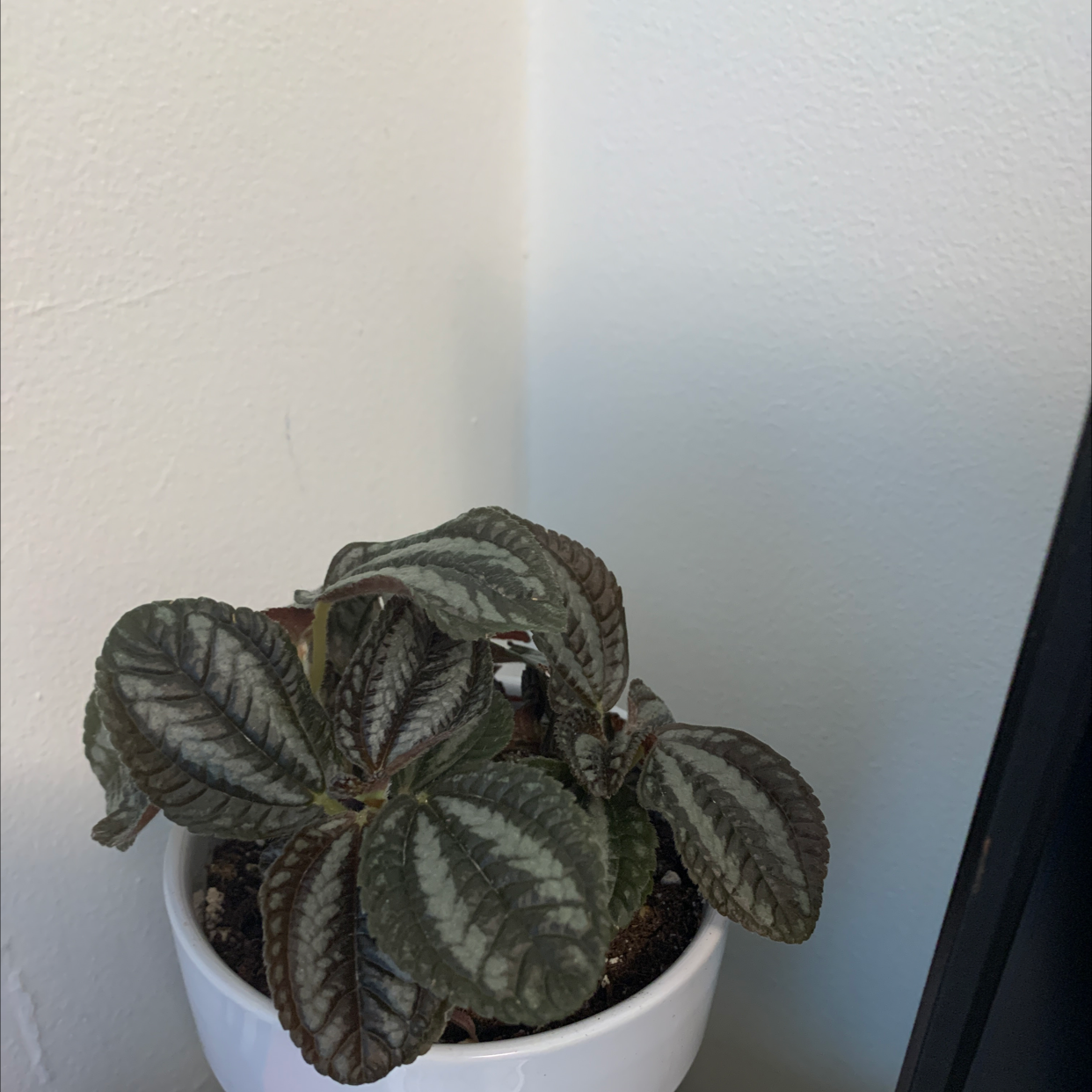 Friendship Plant (Pilea involucrata) in a white pot with visible soil, well-framed and in focus.
