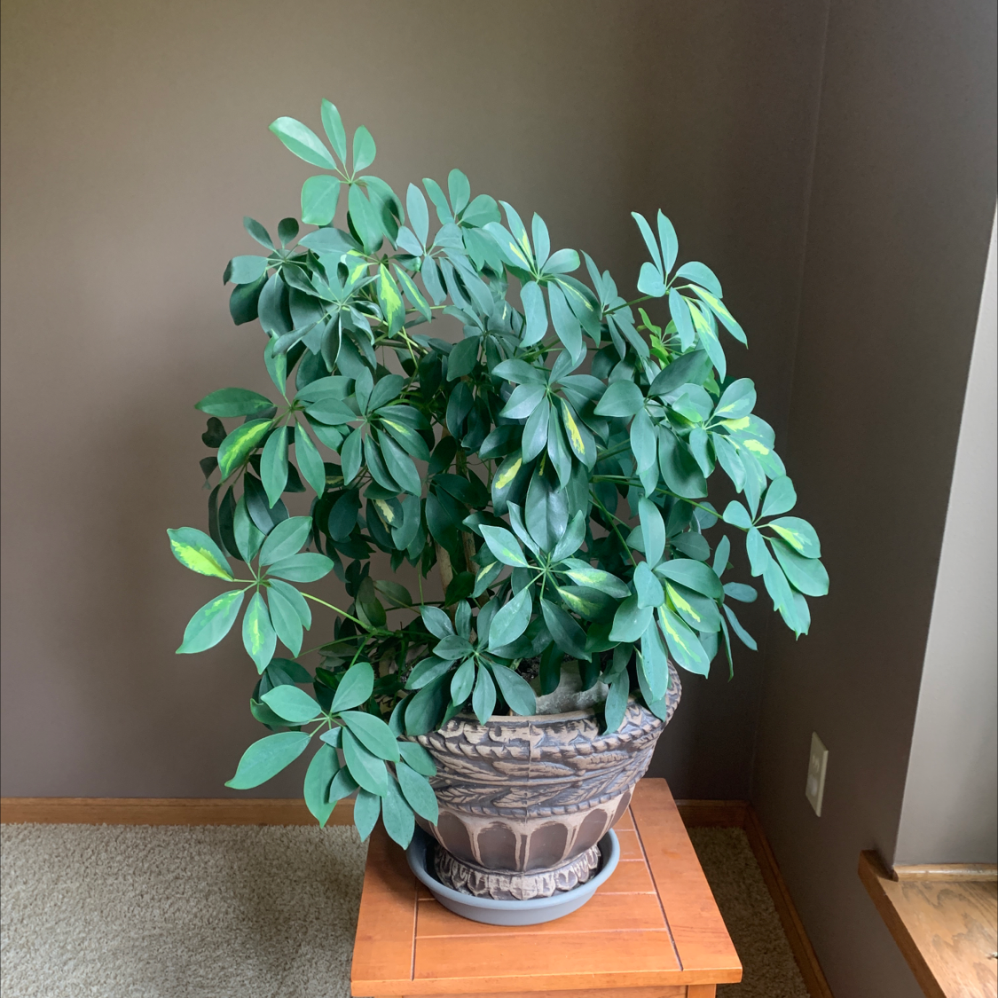 A healthy, vibrant Dwarf Umbrella Tree plant with lush green foliage in a blue and white decorative pot on a wooden surface.