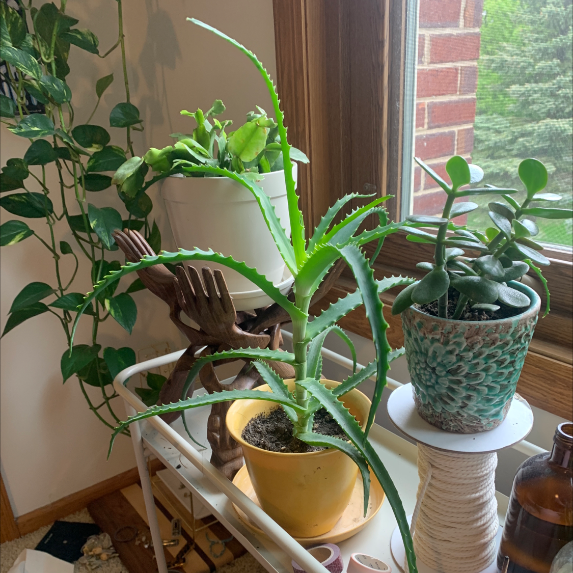 Candelabra Aloe plant in a yellow pot on a white stand near a window, with other plants in the background.