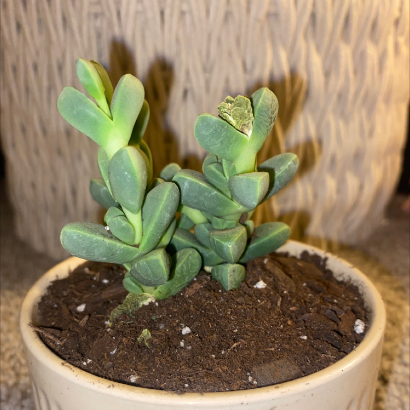 Photo of the plant species Beads Lampranthus by @Caaarlyy named Pearl on Greg, the plant care app