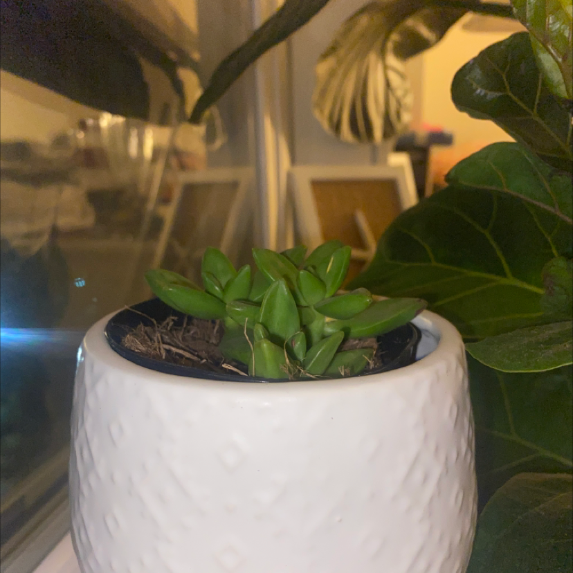 Sedum adolphi 'Golden Glow' succulent in a white pot, surrounded by other plants.