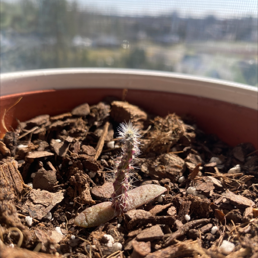 A young Dog Tail Cactus in a pot with visible soil, well-framed and in focus.