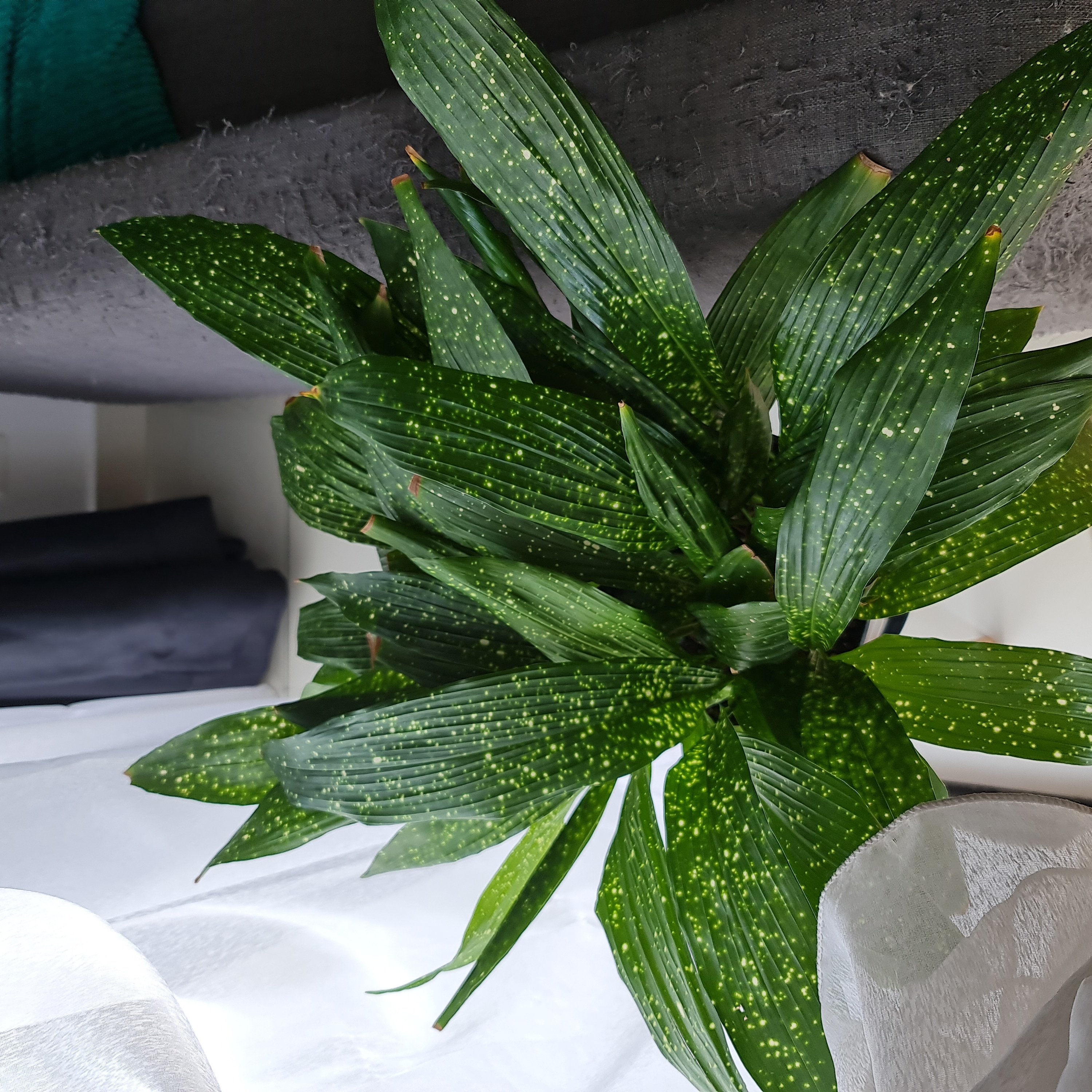 Healthy Cast Iron Milky Way plant with dark green leaves speckled with yellow spots.