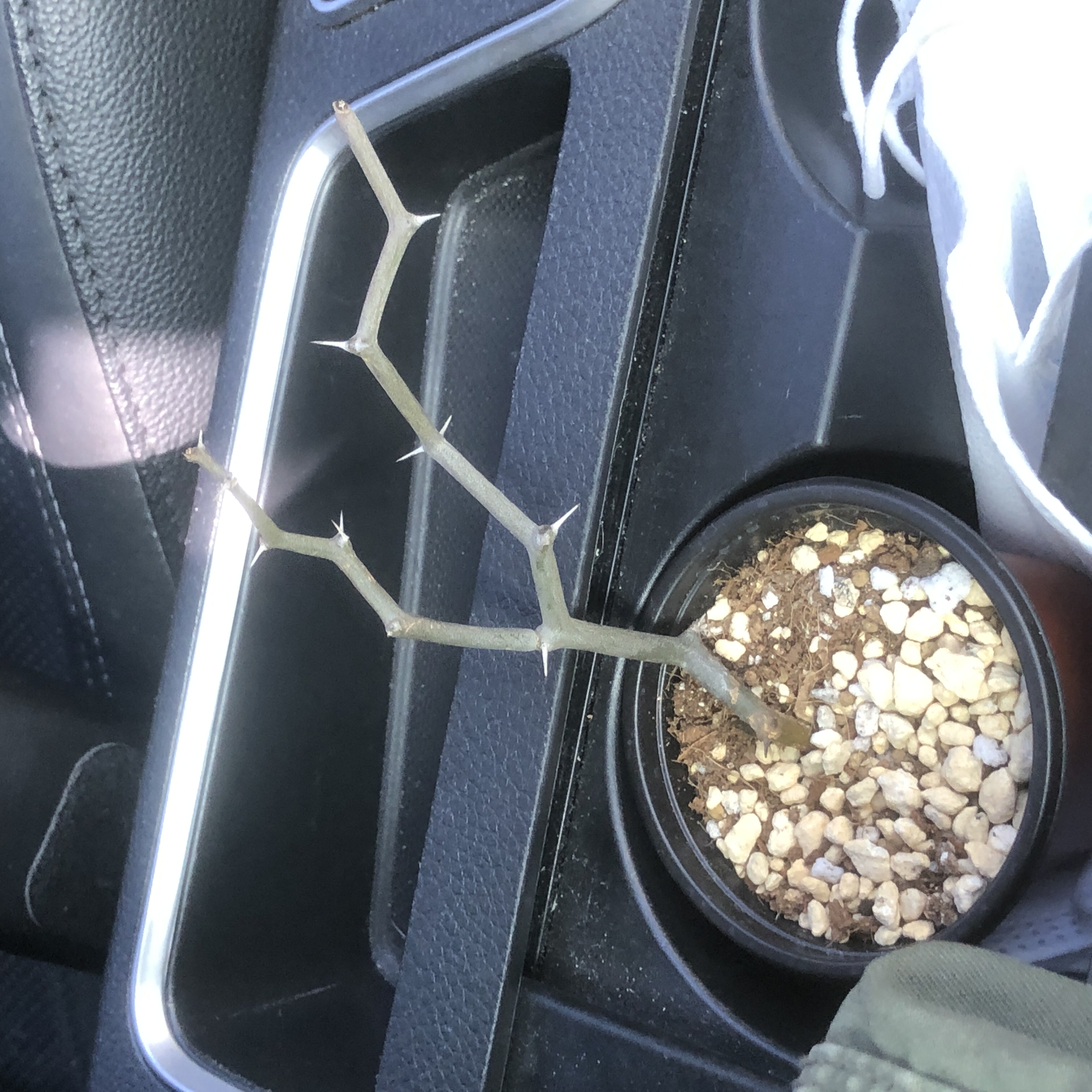 Photo of the plant species Zig Zag Plant by @madagascar named Kobe on Greg, the plant care app