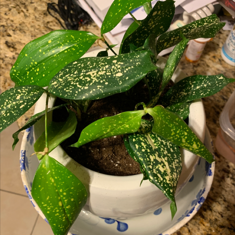 Potted Gold Dust Dracaena plant with healthy green and yellow-speckled lance-shaped leaves in a blue and white ceramic pot.