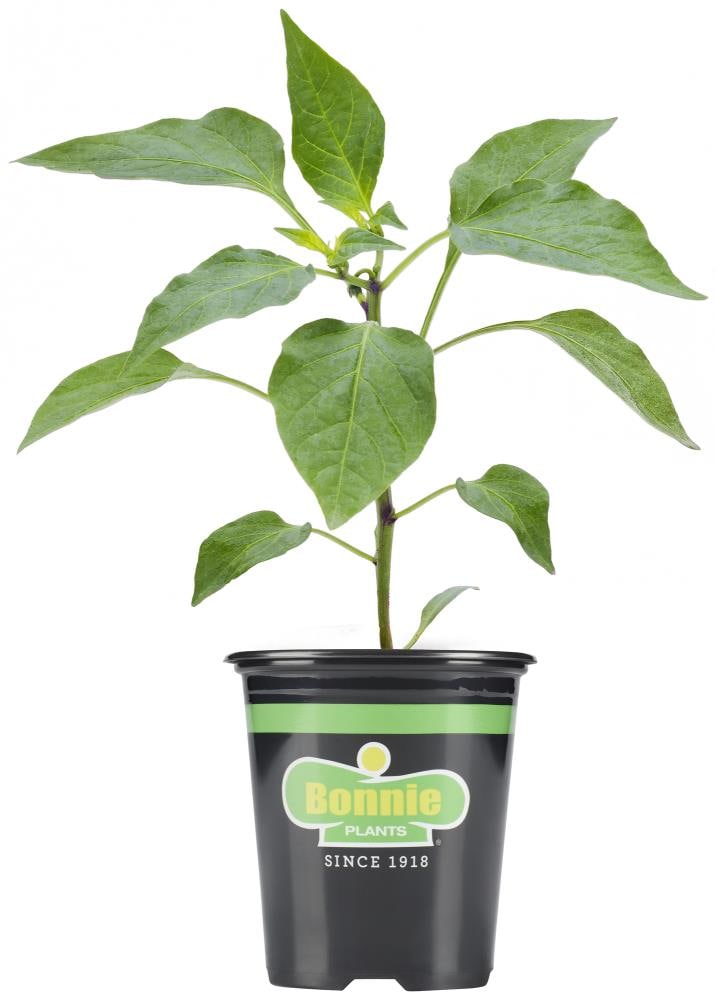 Healthy Banana Pepper plant in a black pot with vibrant green leaves.