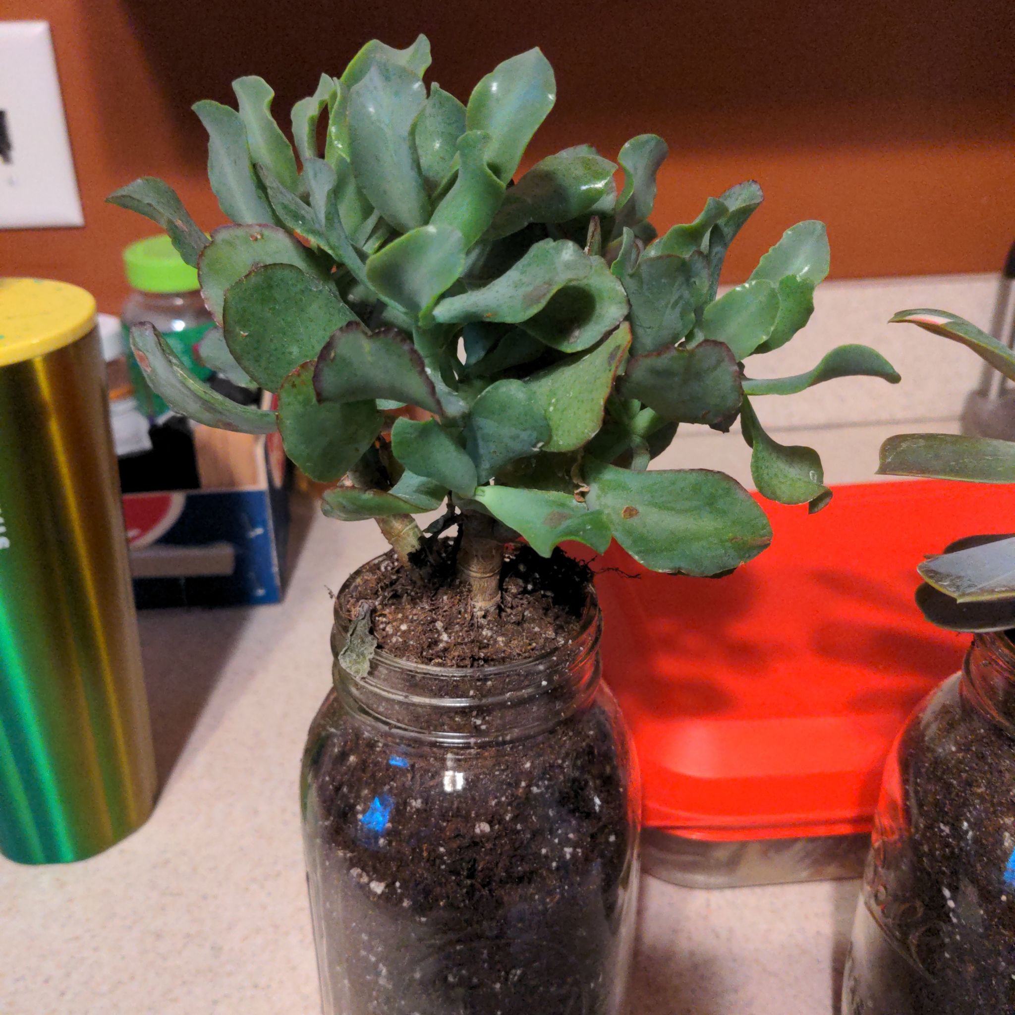 Jade Necklace plant in a glass container with soil, healthy green leaves.