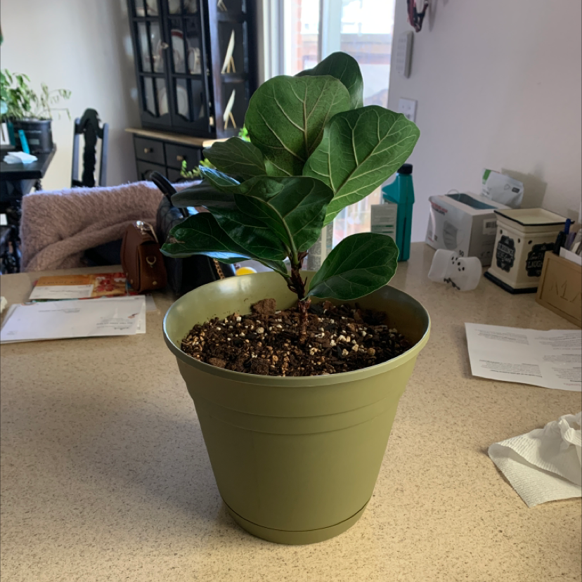 Fiddle Leaf Fig plant photo by @Jazz named FLF OG on Greg, the plant care app.