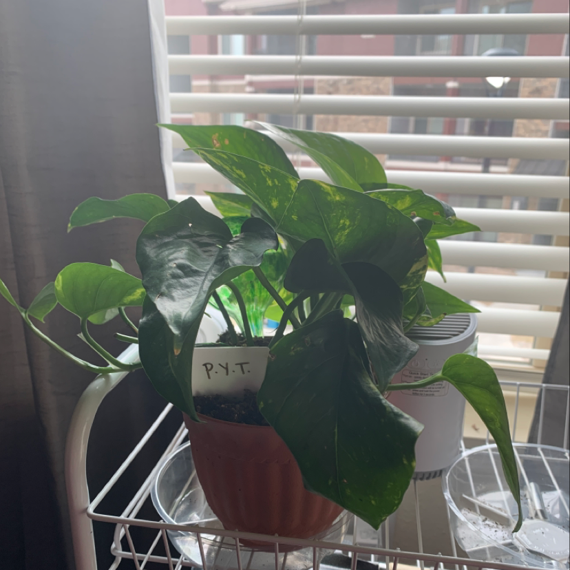 Taro Vine plant photo by @Jazz named P.Y.T. on Greg, the plant care app.