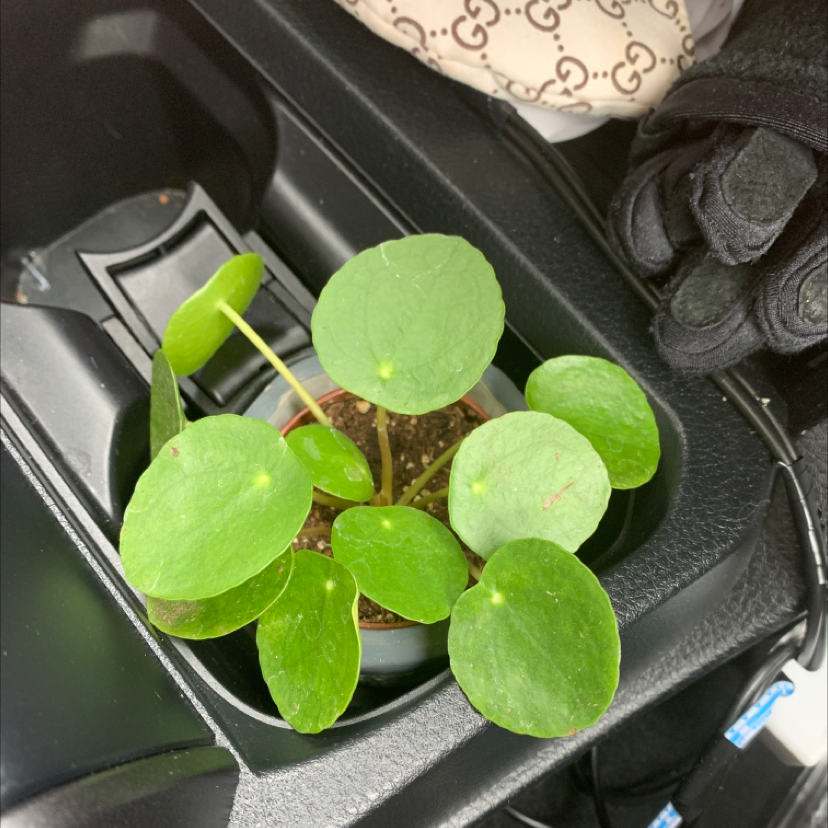 Chinese Money Plant plant photo by @Jazz named Minute Man on Greg, the plant care app.