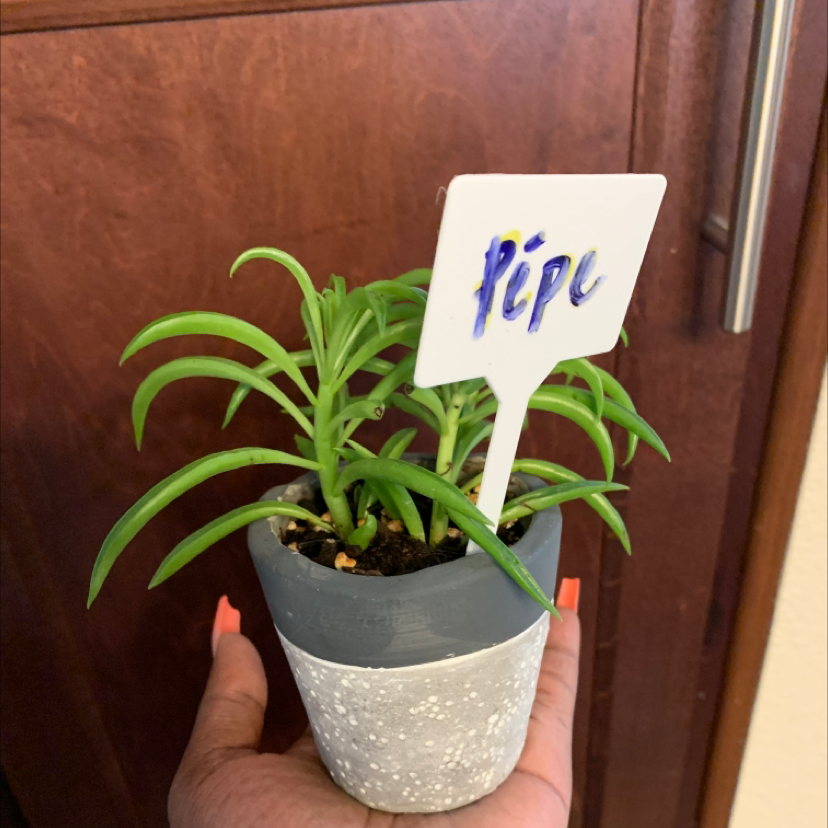 Pincushion Peperomia plant photo by @Jazz named Pèpe on Greg, the plant care app.