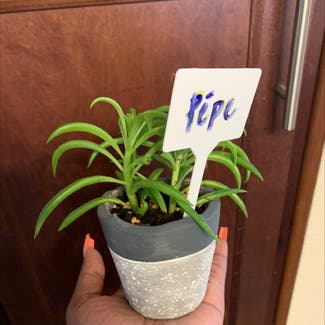 Pincushion Peperomia plant in Denver, Colorado