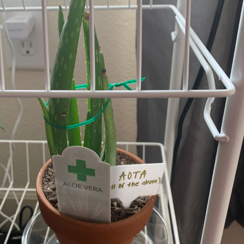 Aloe vera plant photo by @Jazz named A.O.T.A. on Greg, the plant care app.