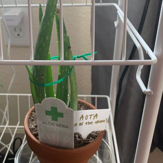 Aloe Vera plant in Denver, Colorado