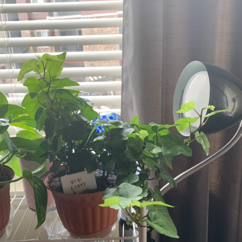 English Ivy plant photo by @Jazz named Vivi (ivy) on Greg, the plant care app.