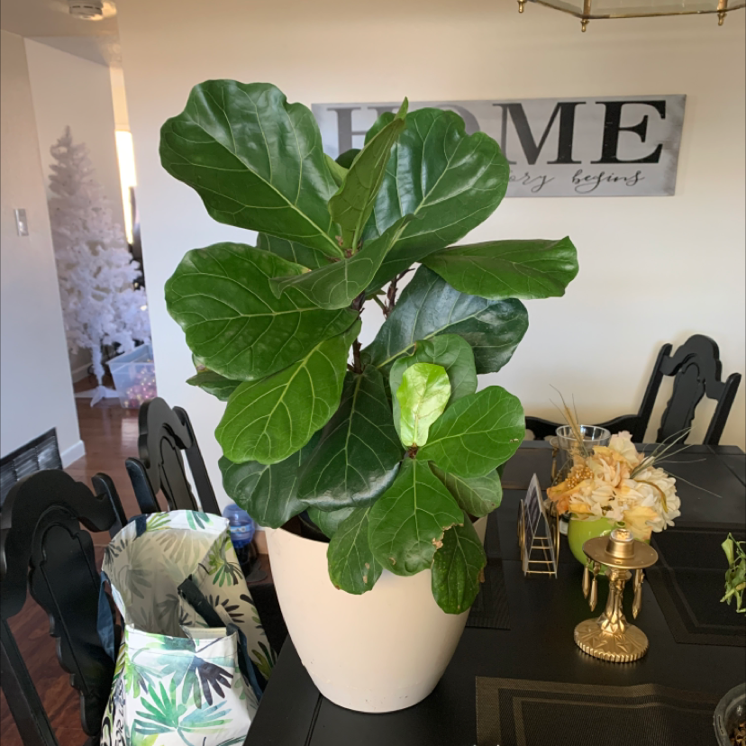Fiddle Leaf Fig plant photo by @Jazz named FLF on Greg, the plant care app.