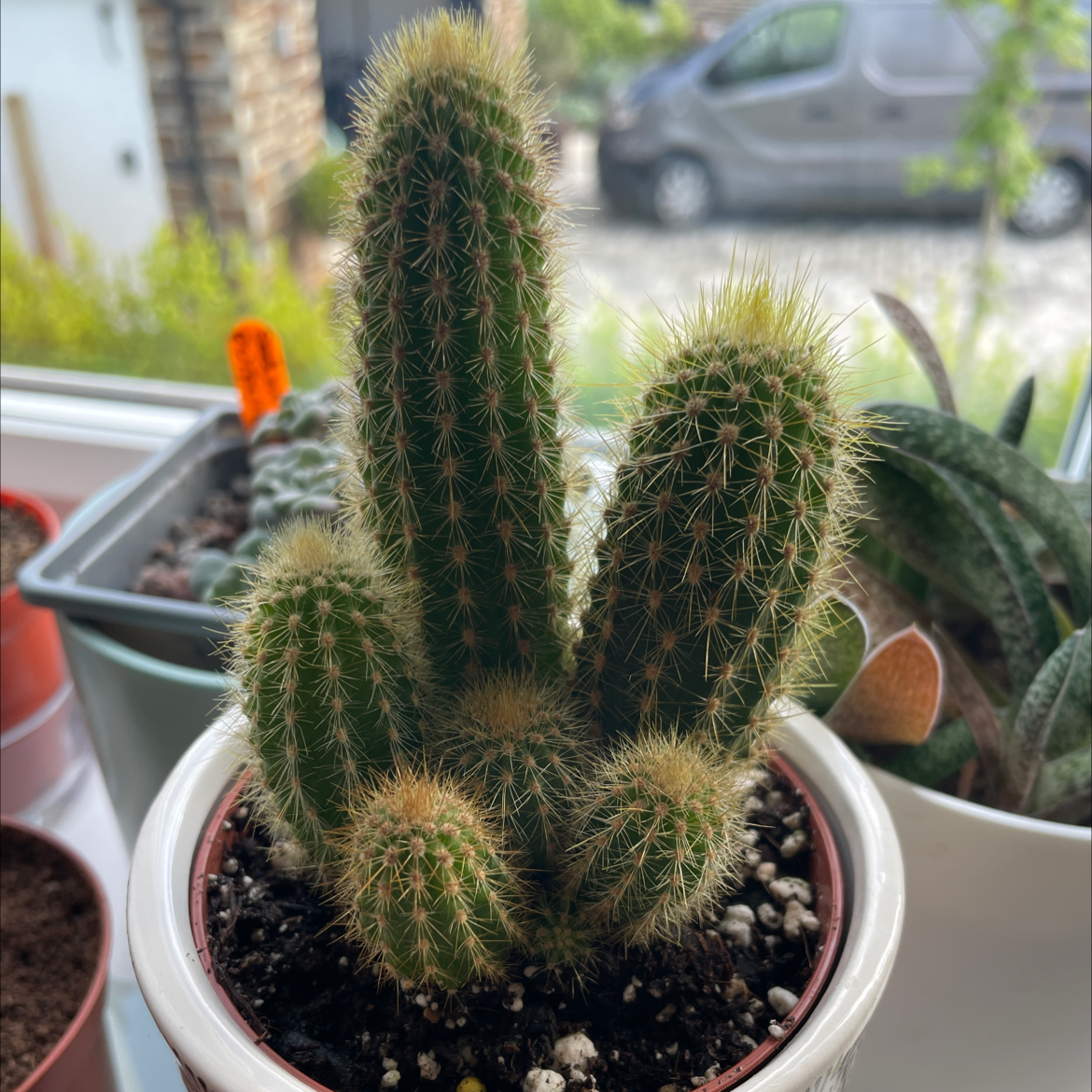 Golden Rat Tail cactus in a pot with visible soil, well-framed and in focus.