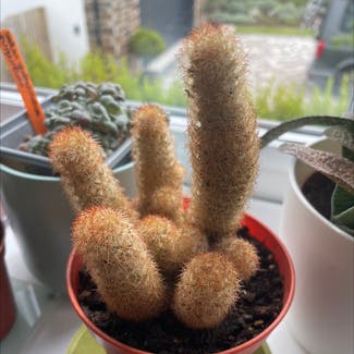 Lady Finger Cactus plant in Somewhere on Earth
