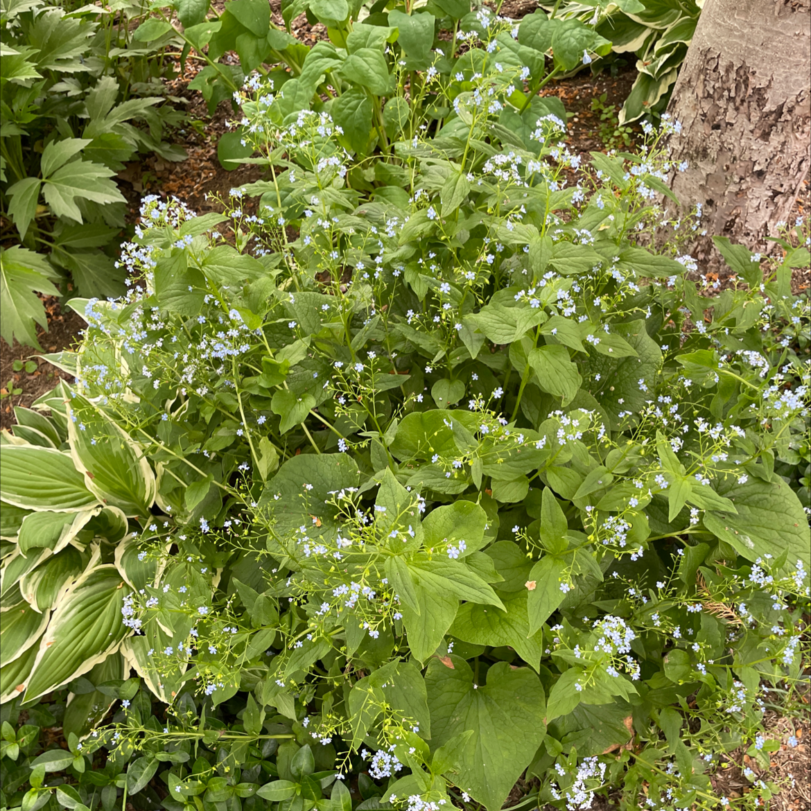 Healthy false Forget-Me-Not plant with small blue flowers and green leaves.