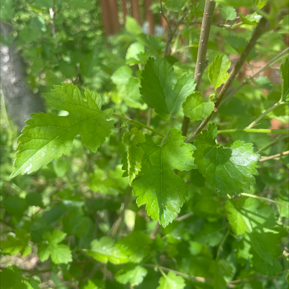 Image of a White Mulberry plant with healthy green, serrated leaves.