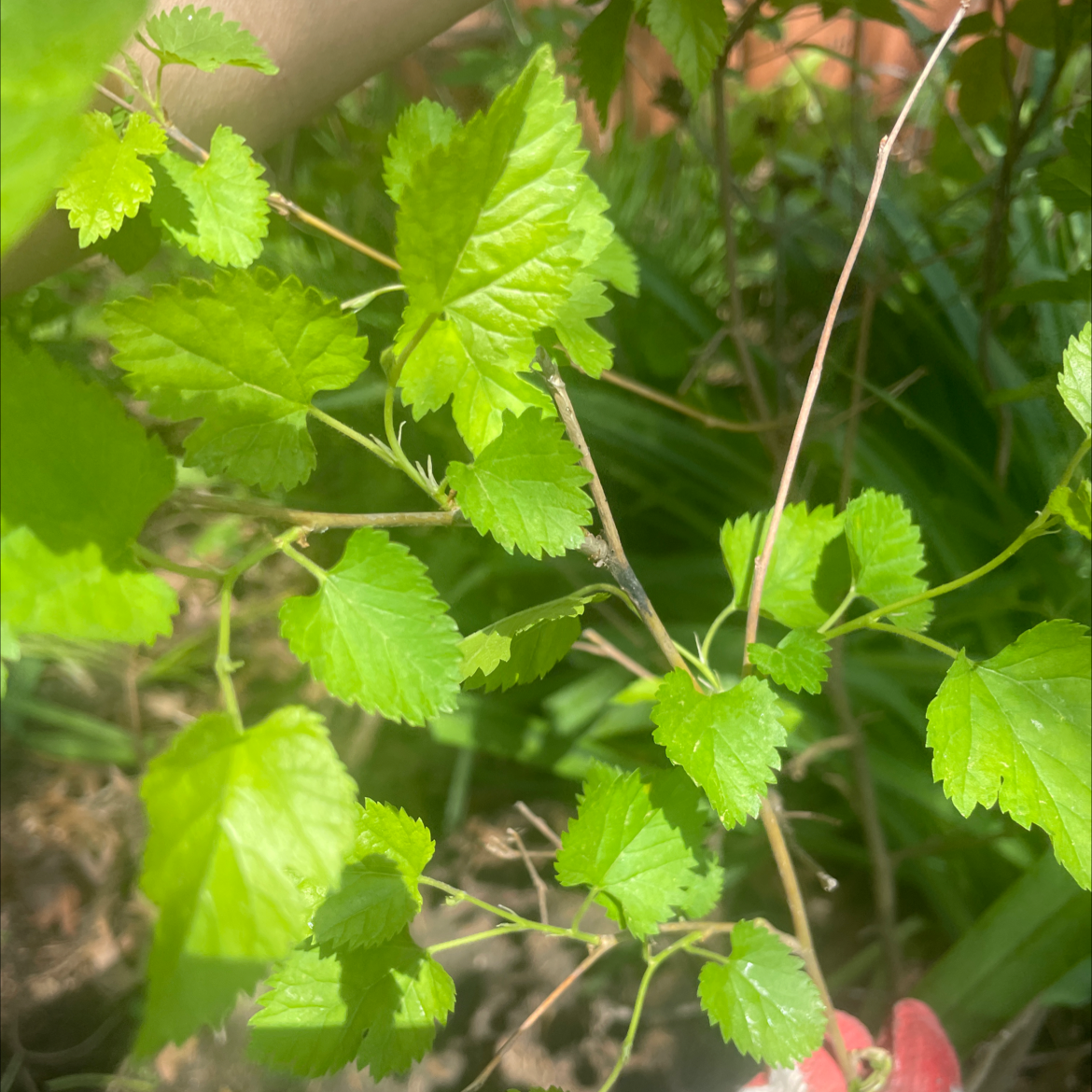White Mulberry plant with vibrant green leaves, healthy appearance.