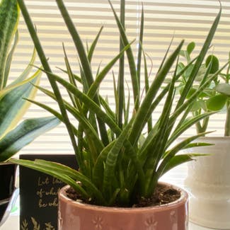 Cylindrical Snake Plant plant in Huntingtown, Maryland