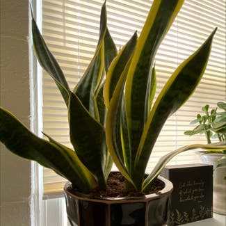 Snake Plant plant in Huntingtown, Maryland