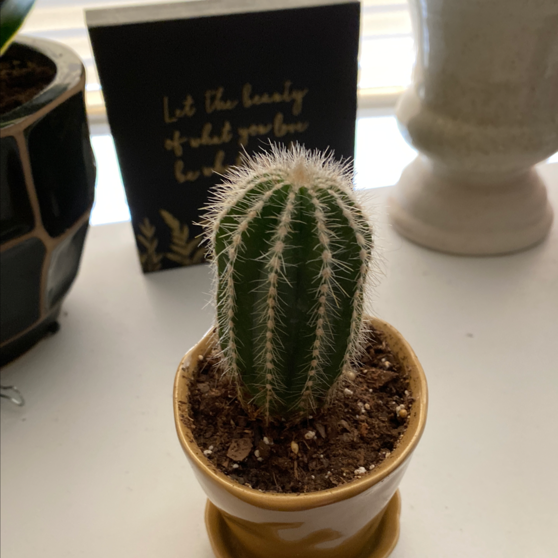 Photo of the plant species Saguaro by @shannonc70 named Pickle Rick on Greg, the plant care app