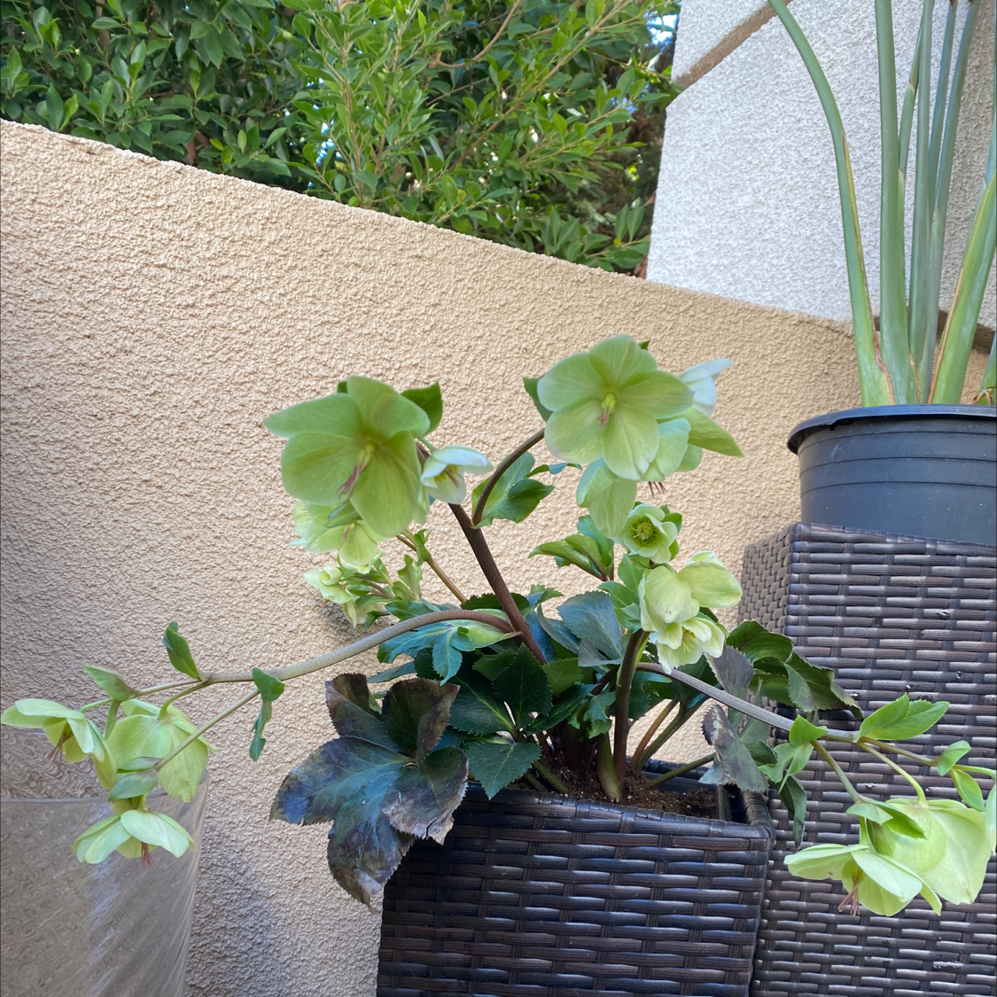 Lenten Rose plant in a woven pot with green flowers and some discolored leaves.